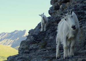 A young mother mountain goat perched on the side of a mountain while her billy, young and innocent, peers from behind with the same head tilt as her mom. Glacier National Park, Montana