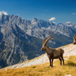 Steinbock - Alpine Ibex in Nationalpark Berchtesgaden (Capra ibex)